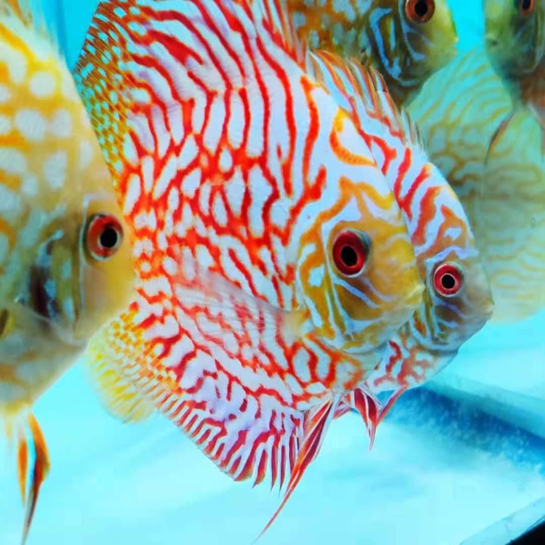 Red Pigeon Discus